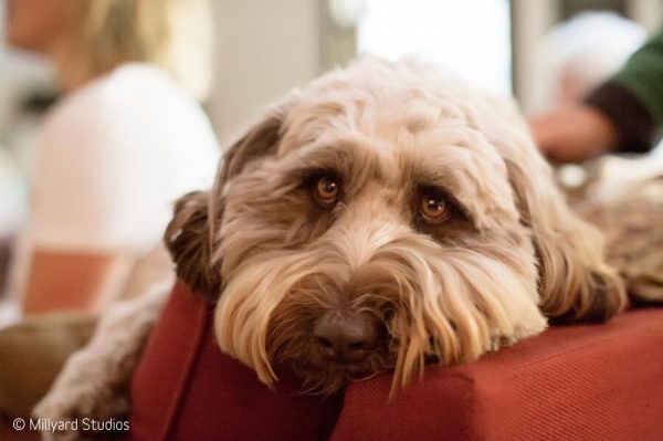 Dog waits while bride is getting ready