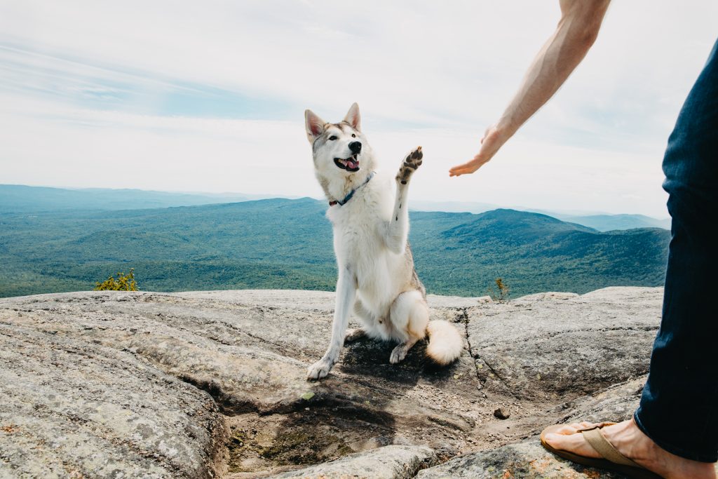 Tamaskan High Five
